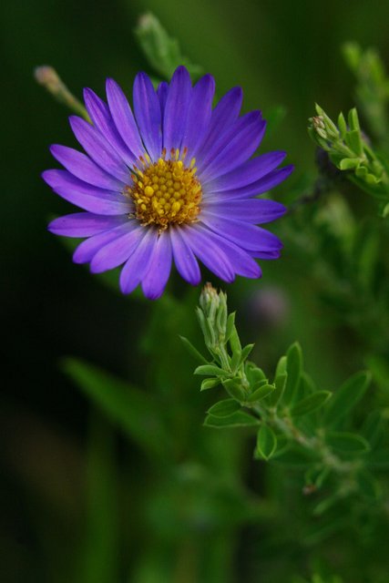 Late Purple Aster