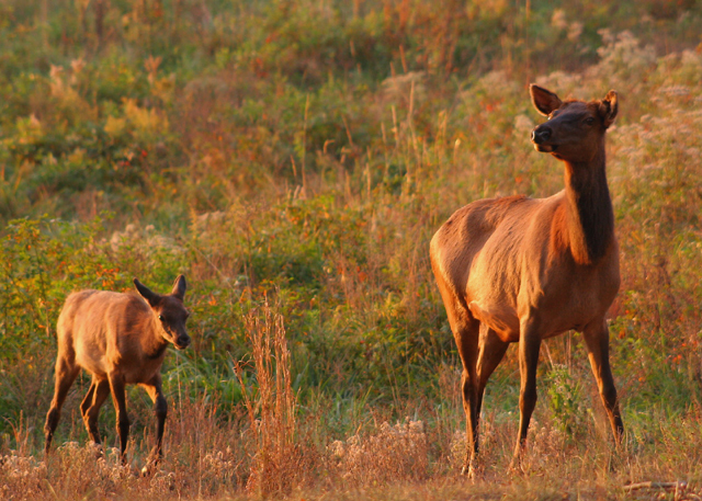 Elk Cow & Calf