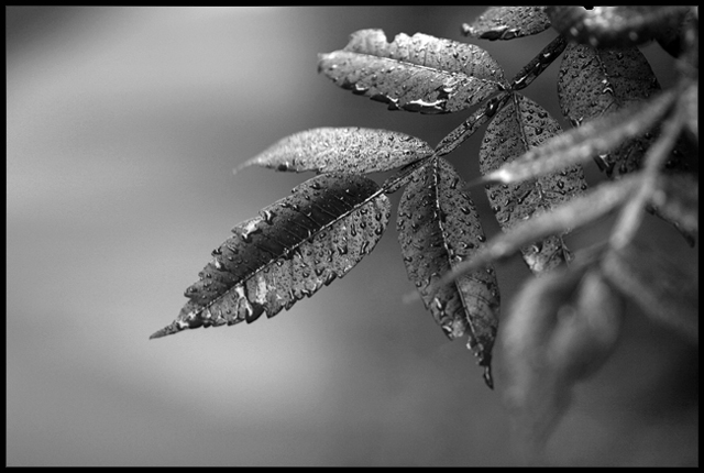 After the Rain