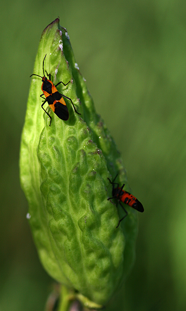 Milkweed Bug