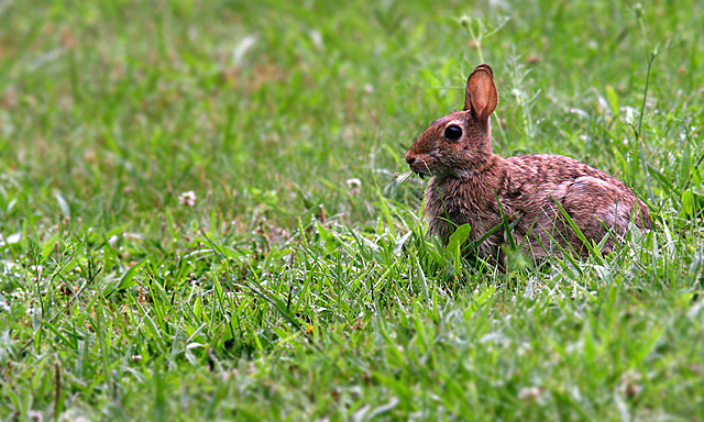 Rabbit