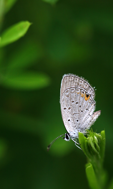 Moth