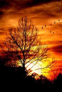 Sunset flight