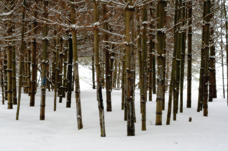 The Grove in Winter.jpg