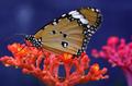 Butterfly rest 2.jpg