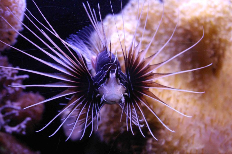 Model Fish.jpg