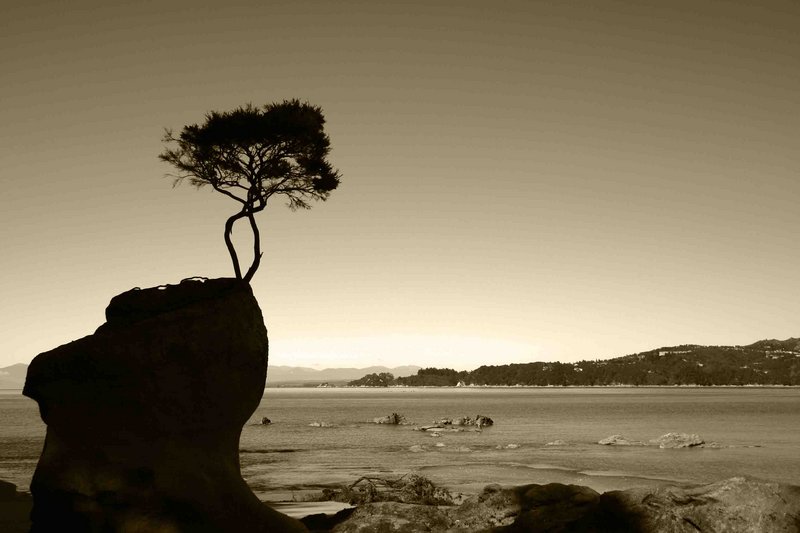 A Tree Watch The View.jpg