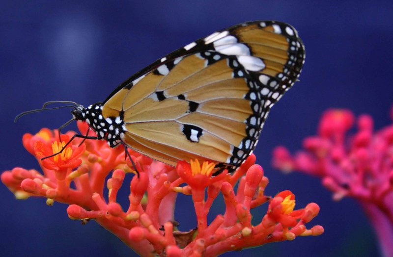 Butterfly rest 2.jpg