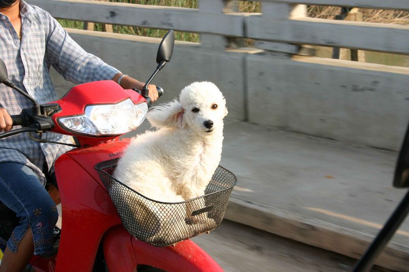 Spoiled-Dog-Dp.jpg