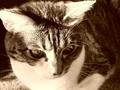 Ali Sepia