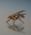 Fly on the glass