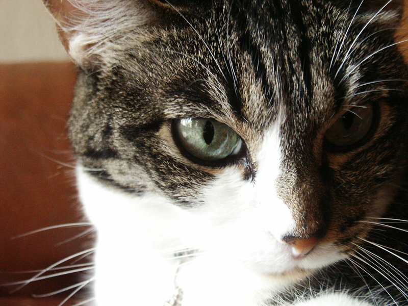Ali