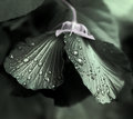 Watered