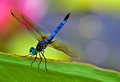 Vivid Dragon