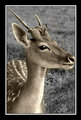 Fawn