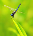 Dainty Fellow