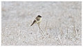 Eastern Phoebe
