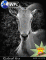 wpl4_card_yanko.gif