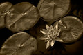 Water Lilly