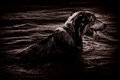 dog in water