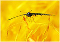 Black Swallowtail