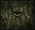 black swallowtail
