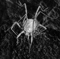 creepy crawler