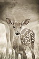 doe with fawn