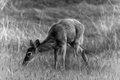 grazing deer