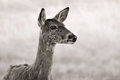the doe