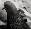_MG_0099