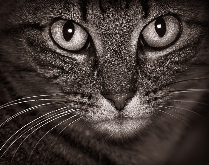 Tabby