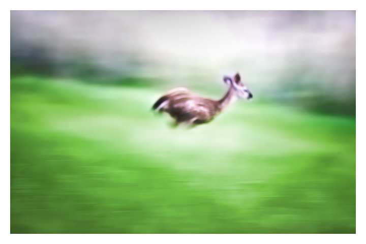 Deer Run