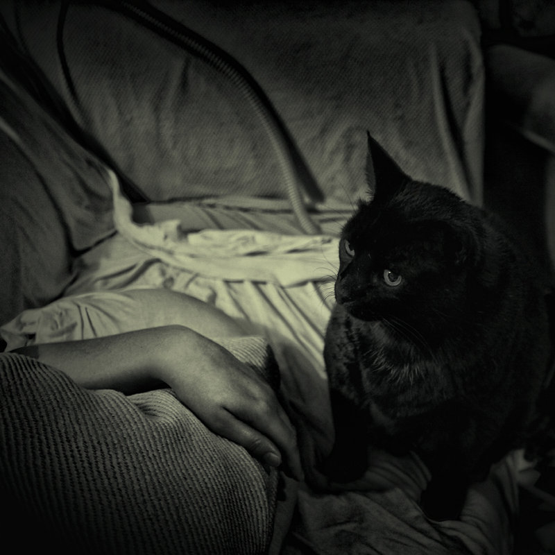 companion