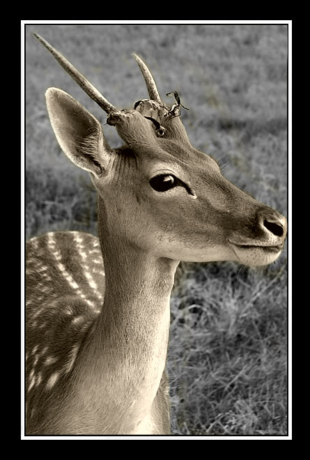 Fawn
