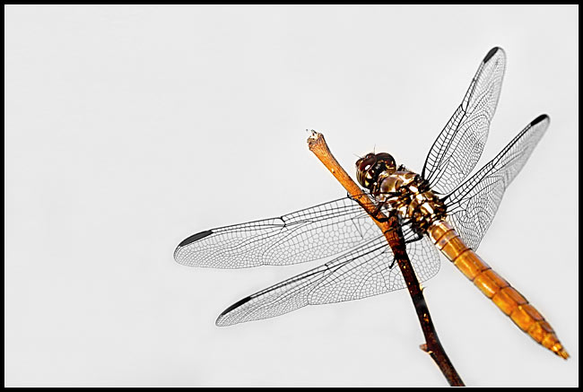 Dragonfly