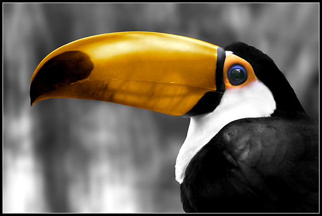 Toucan