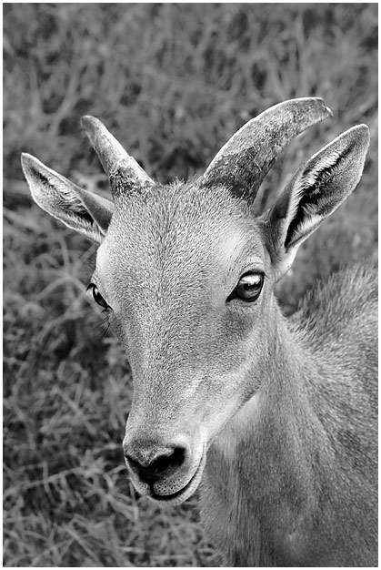 Aoudad - b/w