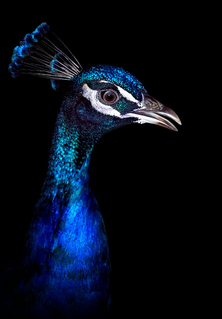 Portrait of a Peacock