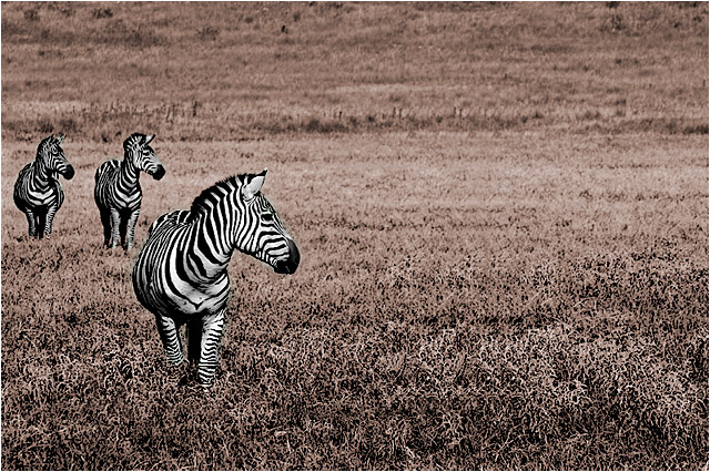 Three Zebras