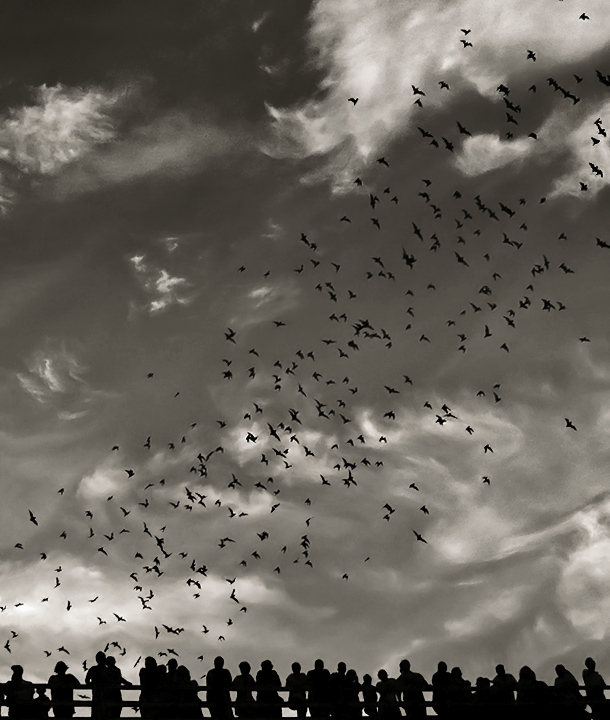 Flight of Bats