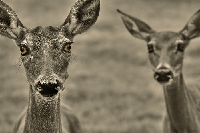 Valley of the Deer