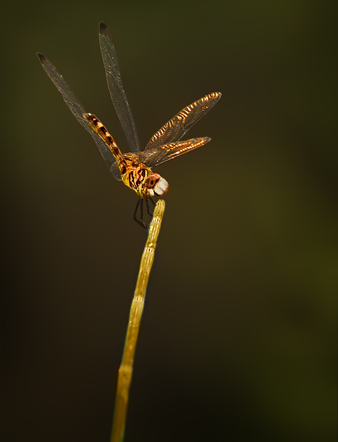 Goldenfly