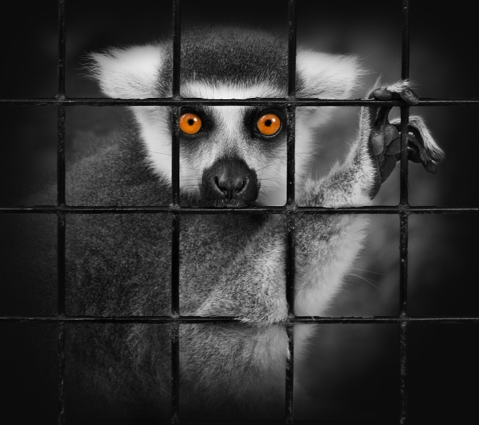 Ring Tailed Lemur