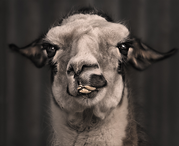 Llama Llama