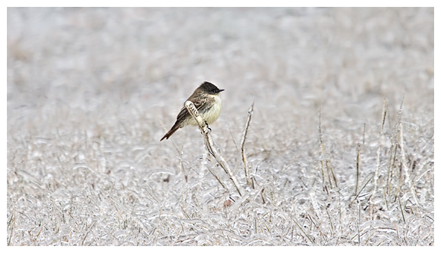 Eastern Phoebe