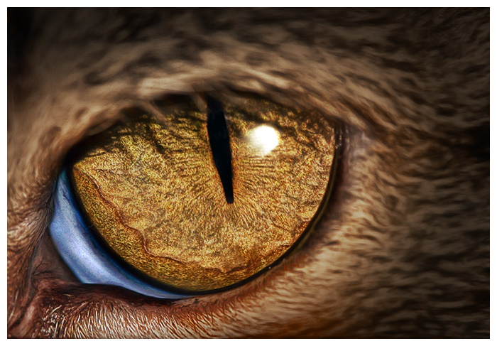 Cat's Eye