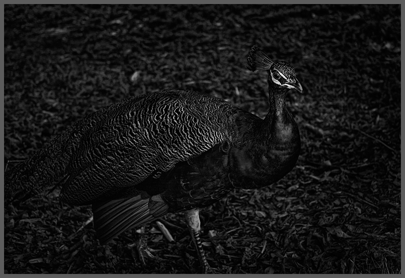 Peacock