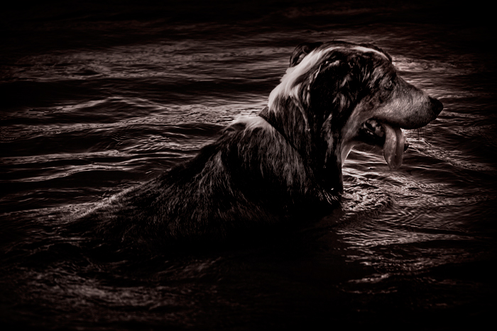 dog in water