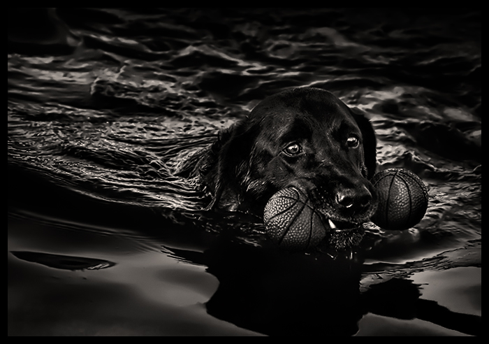 good dog
